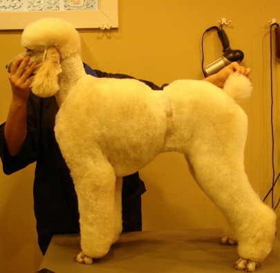 poodle2